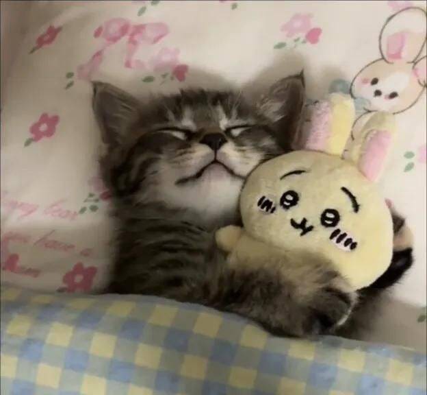 Foto de Perfil de Gatinho Fofo Dormindo com Brinquedo