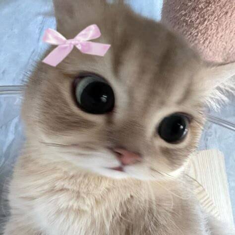 Foto de Perfil de Gatinho Fofo com Laço Rosa