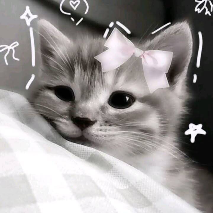 Foto de Perfil de Gatinho Fofo com Laço Rosa