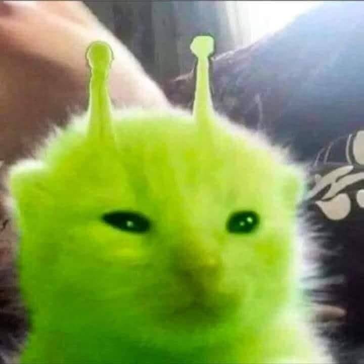 Foto de Perfil de Gato Engraçado com Efeitos Neon