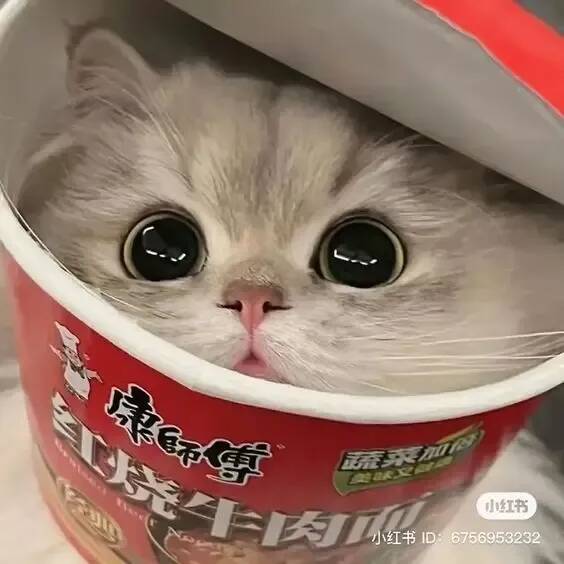 Photo de profil d'un chat mignon à l'intérieur d'une boîte