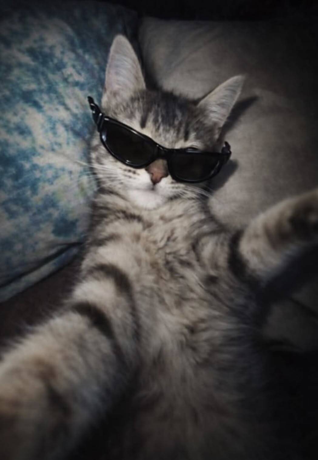 Photo de profil d'un chat drôle avec des lunettes de soleil