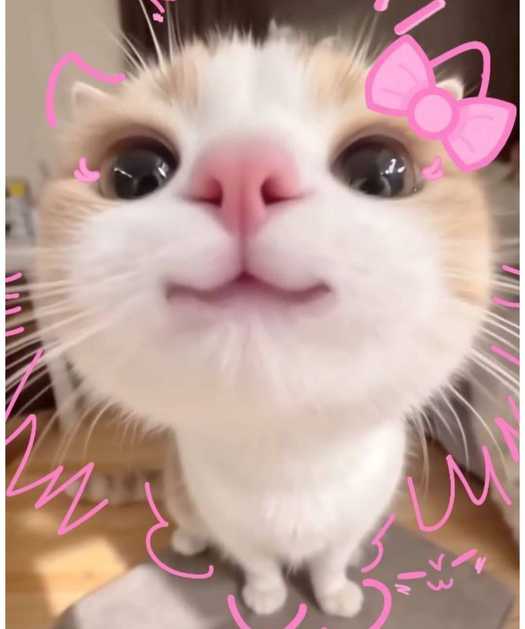 Photo de profil d'un chaton mignon avec une muselière amusante