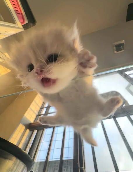 Photo de profil d'un chaton mignon et drôle sautant