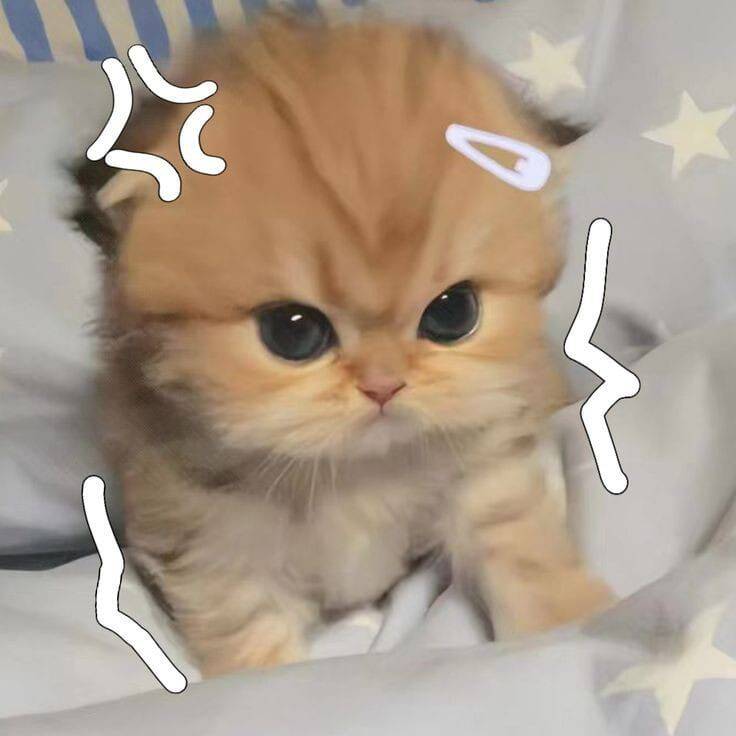 Foto de Perfil de Gatinho Fofo com Olhos Grandes