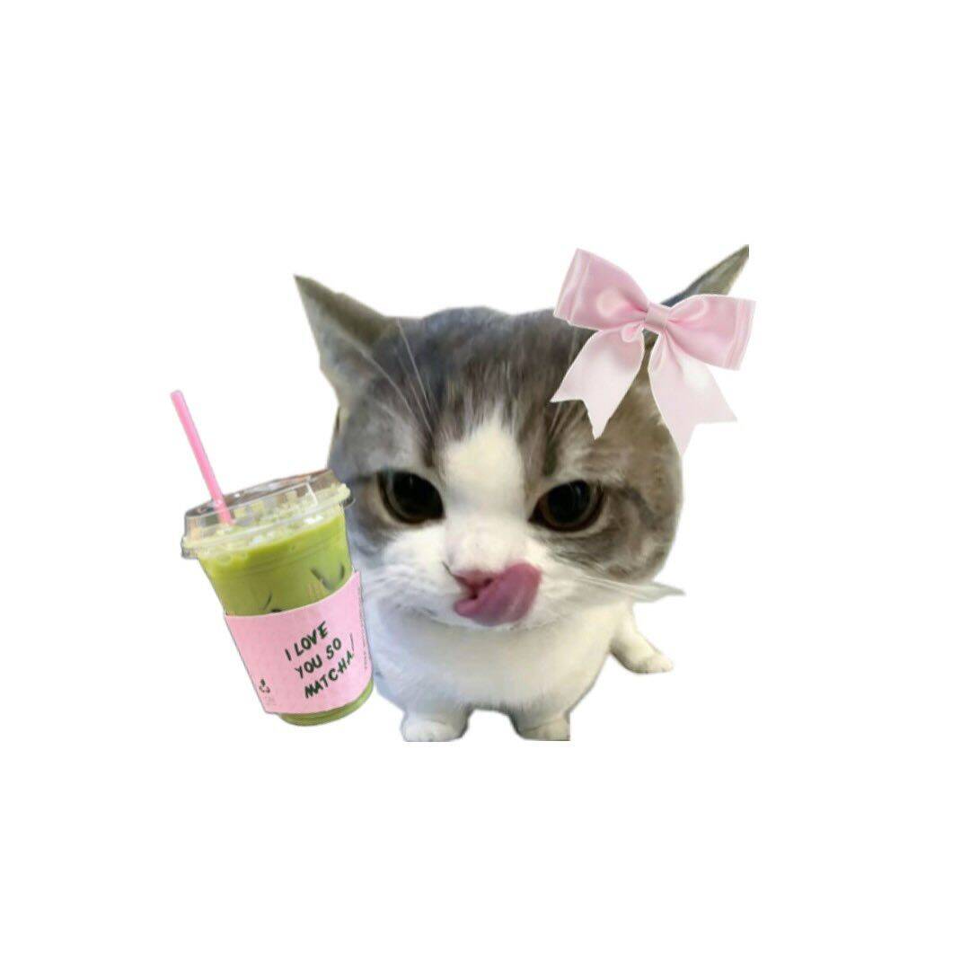 Foto de Perfil de Gatinho Fofo com Laço e Bebida