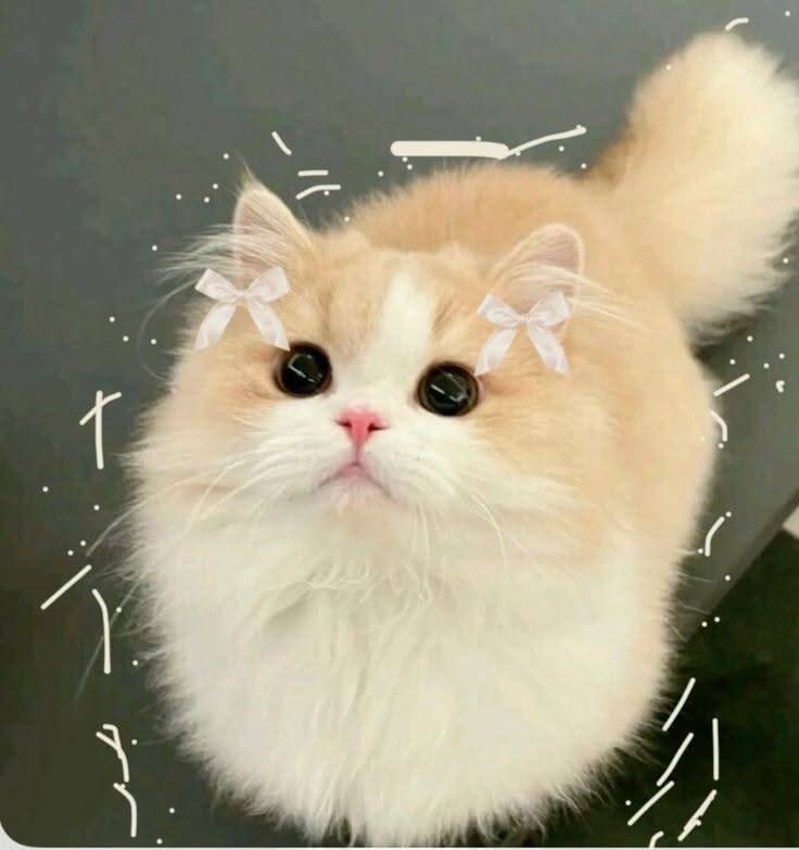 Foto de Perfil de Gatinho Fofo com Laços Brancos