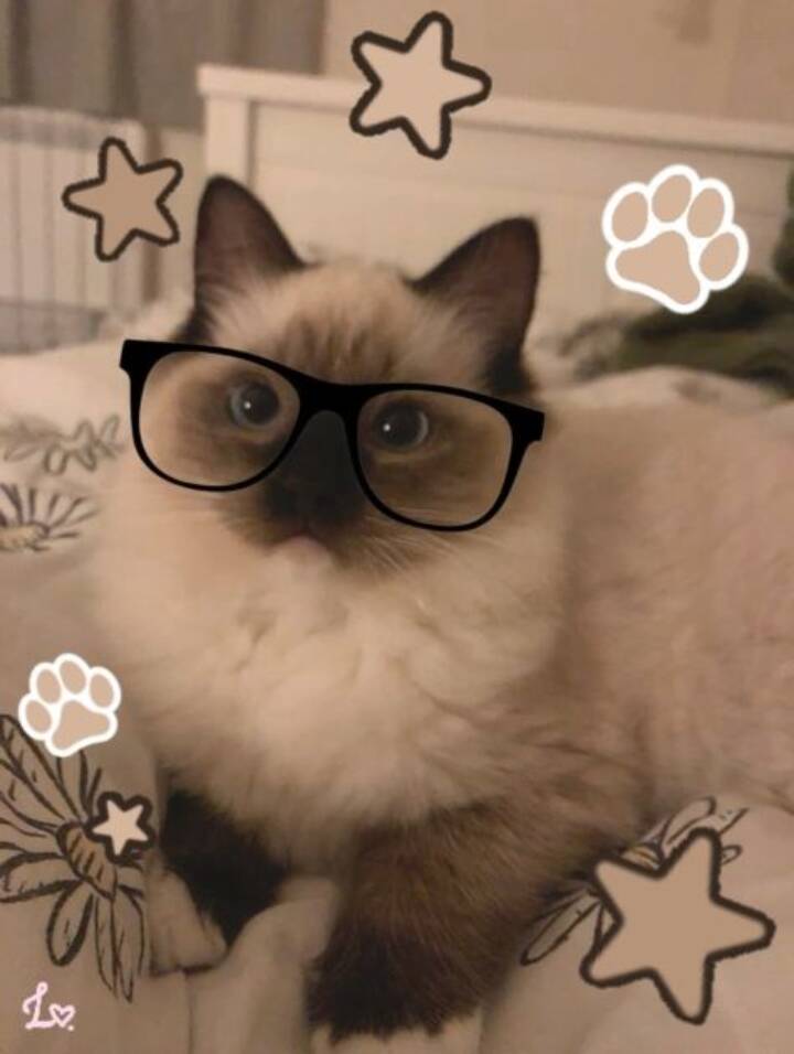 Foto de Perfil de Gato Fofo com Óculos Engraçados
