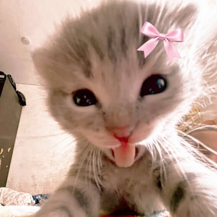Foto de Perfil de Gatinho Fofo com Língua de Fora e Laço Rosa