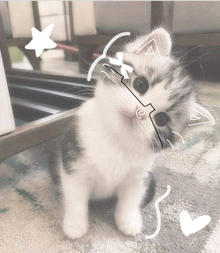Foto de Perfil de Gatinho Fofo com Óculos Engraçados