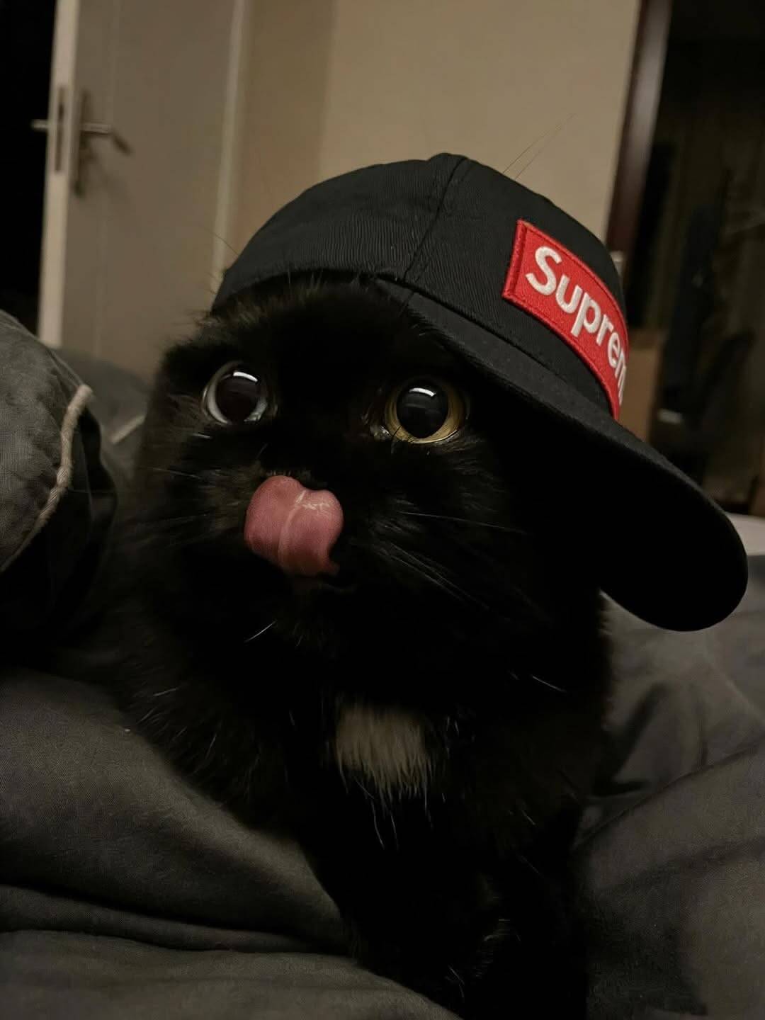 Foto de Perfil de Gato Engraçado com Boné e Língua de Fora