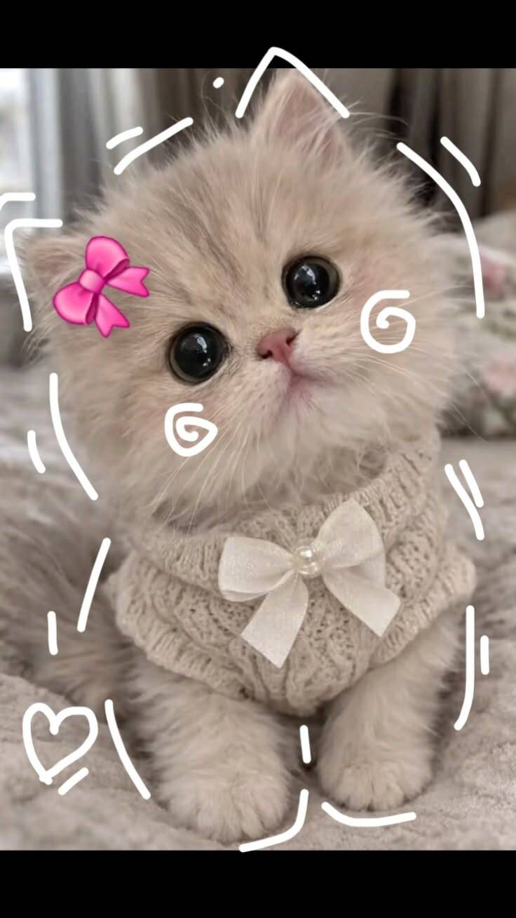 Foto de Perfil de Gatinho Fofo com Laço Rosa
