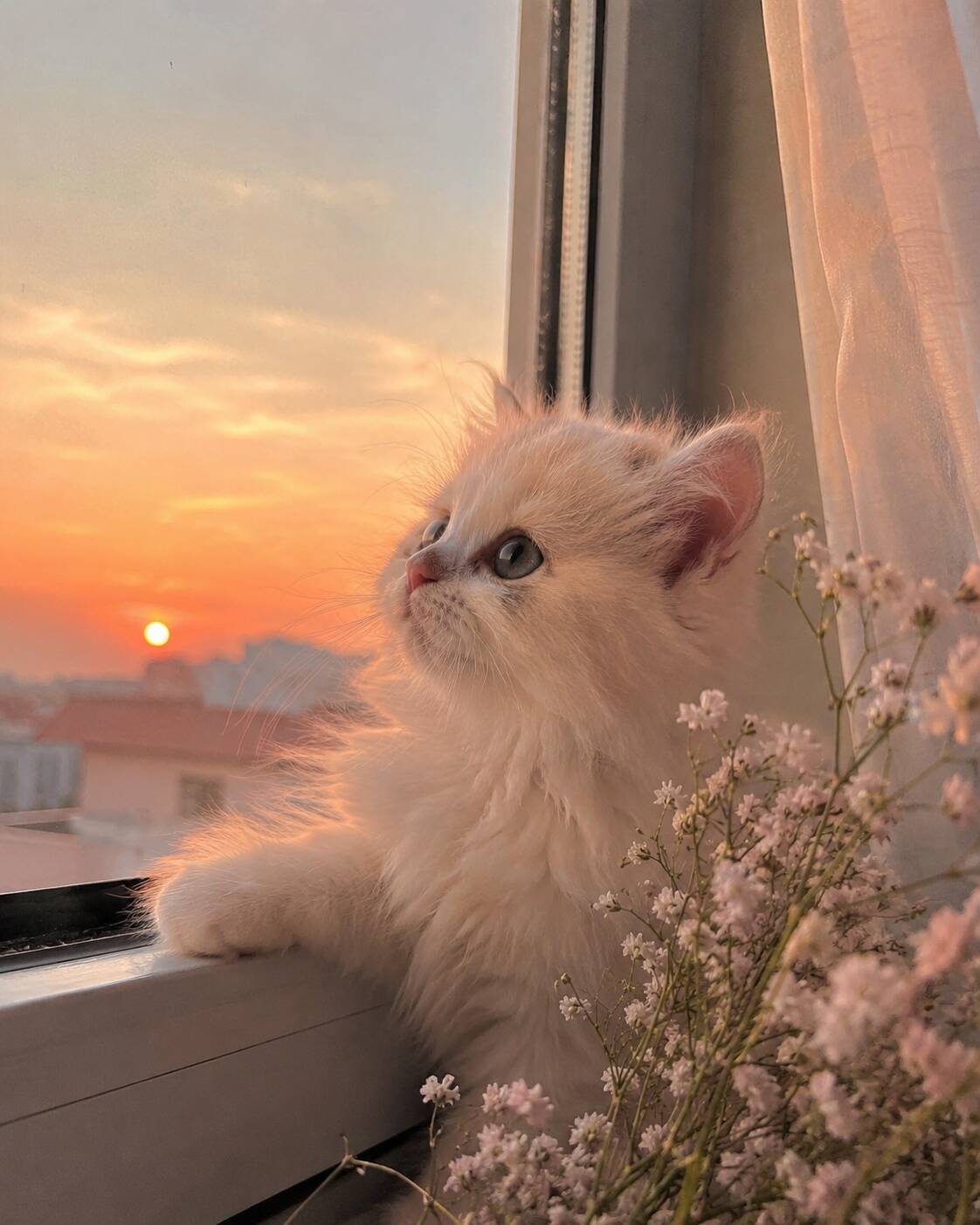 Foto de Perfil de Gato Fofo Assistindo o Pôr do Sol