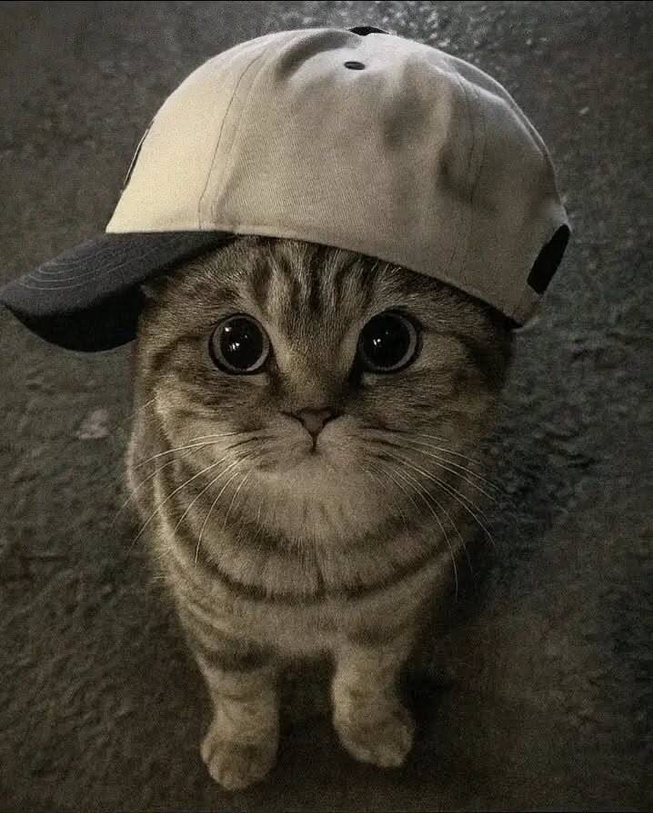 Foto de perfil de un elegante gato con gorra.