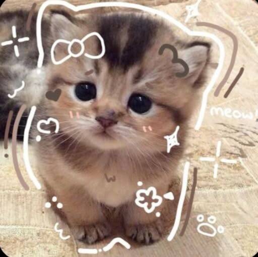 Foto de perfil de lindo gatito con ojos grandes y lazo