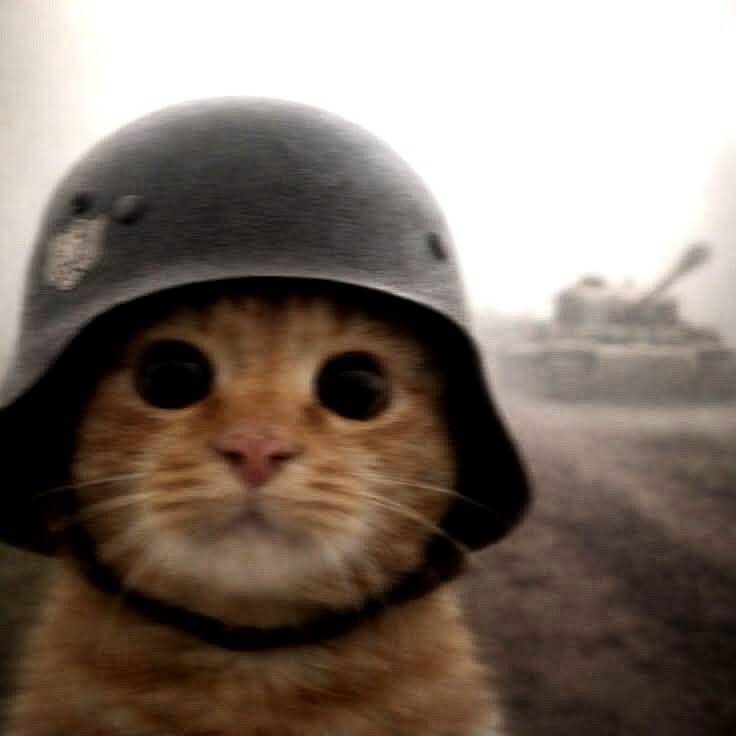 Foto de perfil de gato gracioso con casco