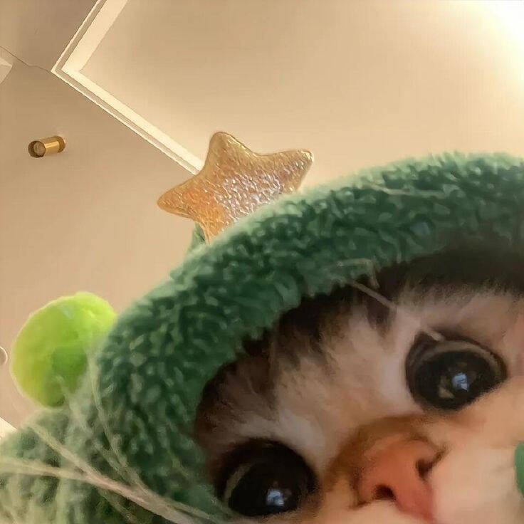 Foto de perfil de lindo gato con sombrero de estrella