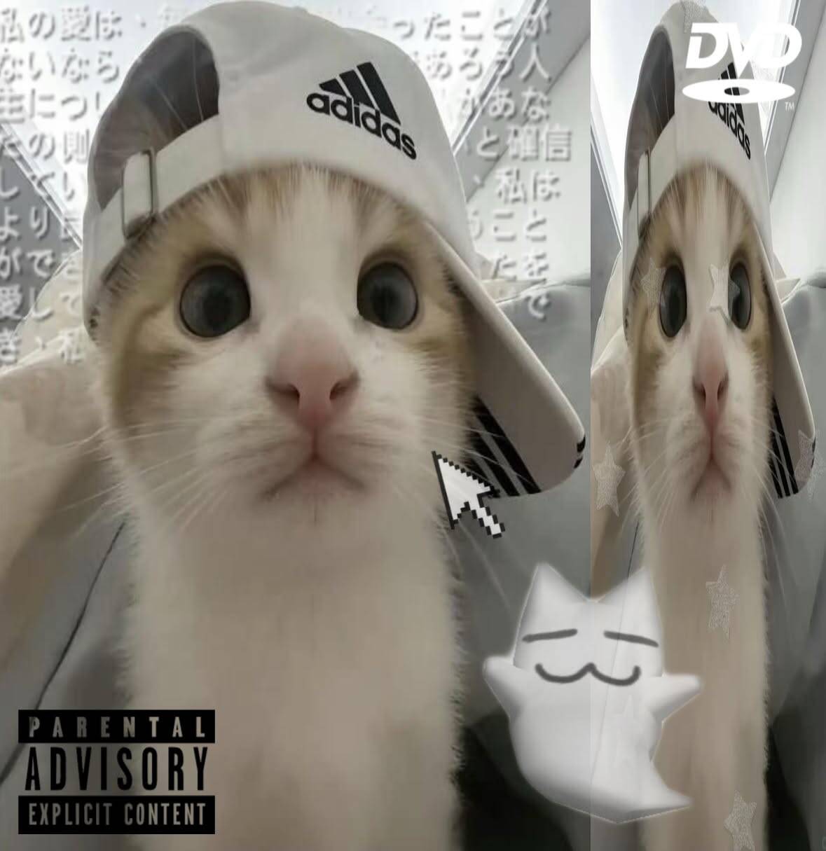Foto de Perfil de Gatinho Fofo com Boné Estiloso