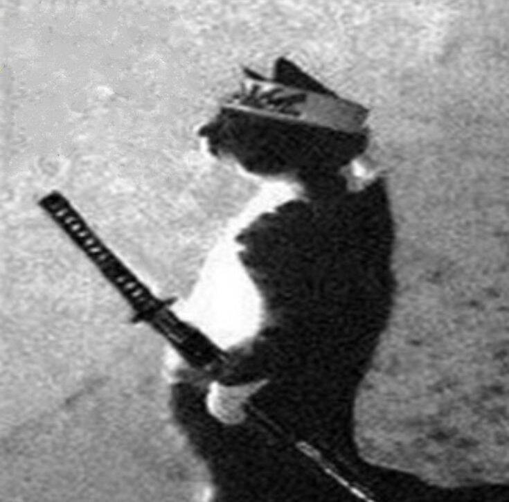 Foto de Perfil de Gato Engraçado com Bandana de Samurai