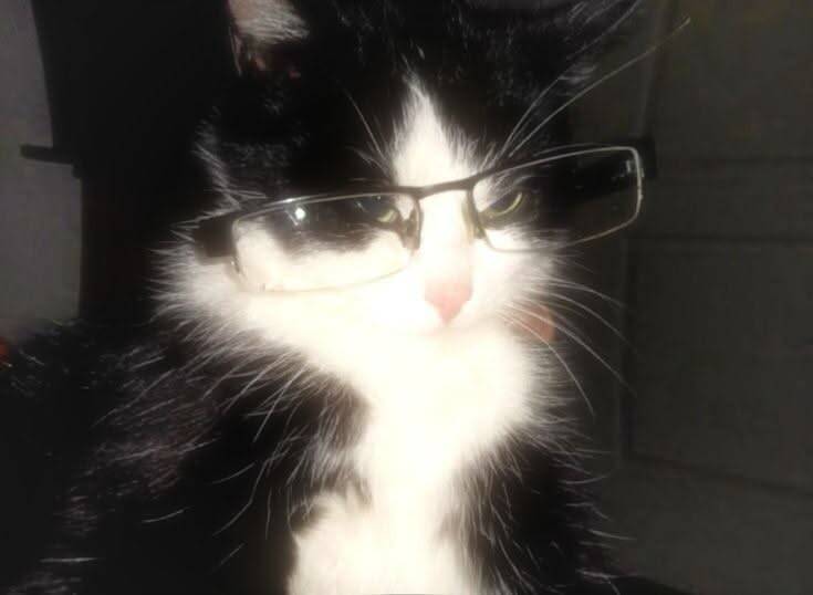 Foto de Perfil de Gato Engraçado com Óculos