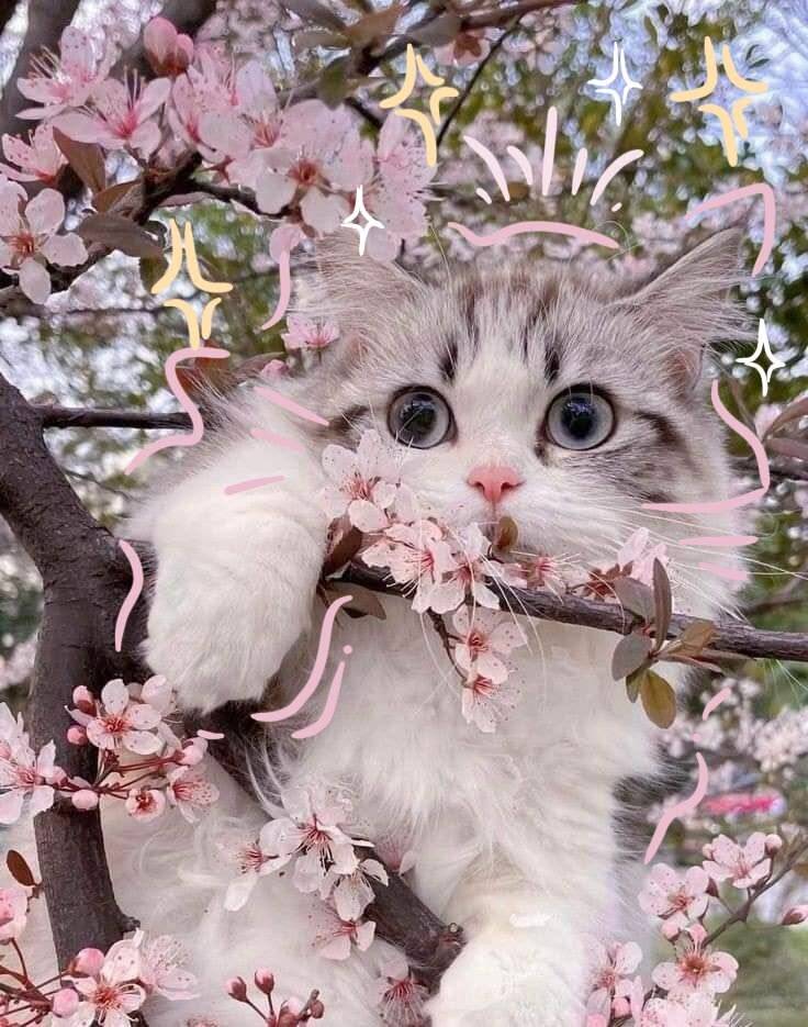 Foto de Perfil de Gato Fofo entre Flores