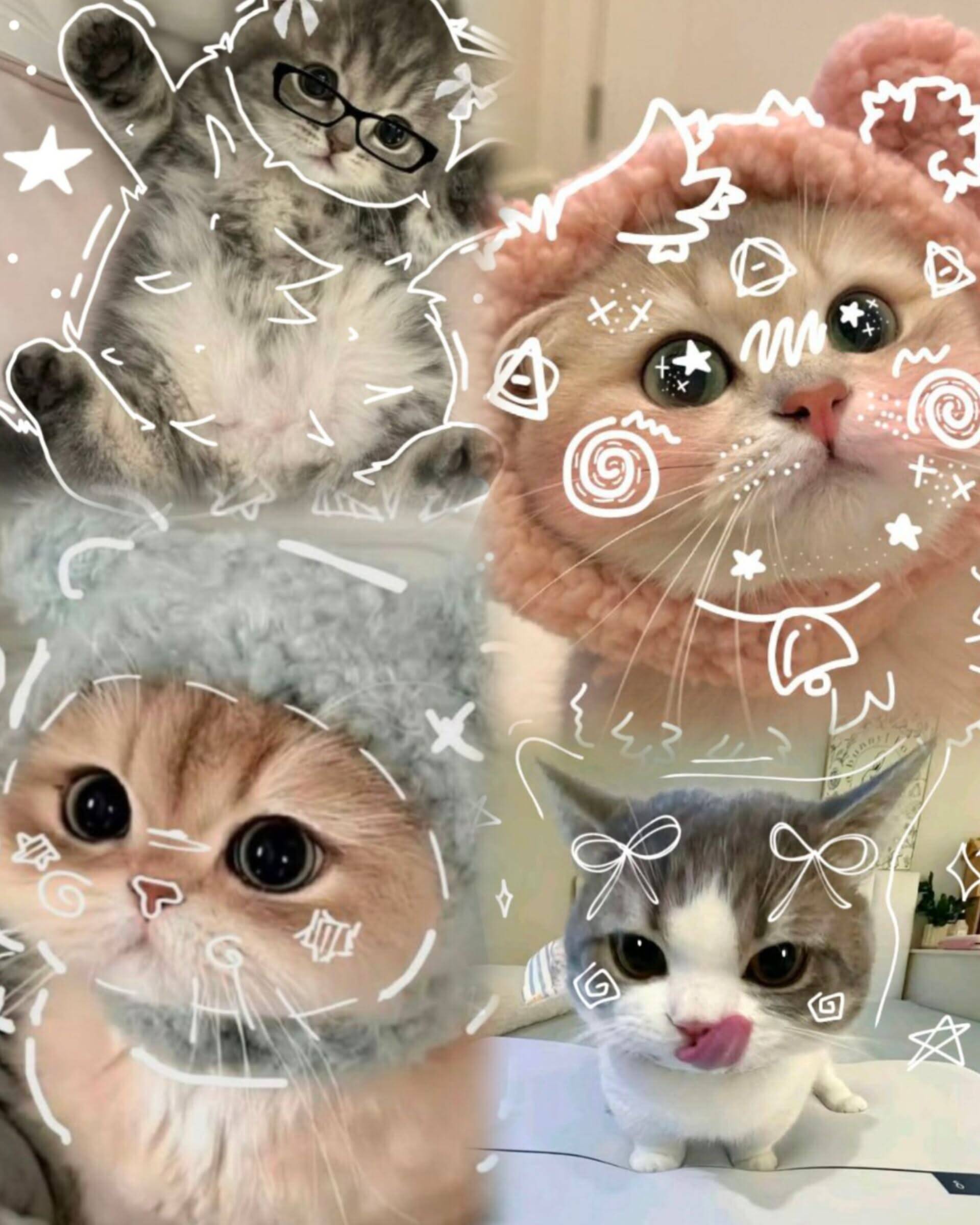 Foto de perfil de lindos gatos con divertidos accesorios