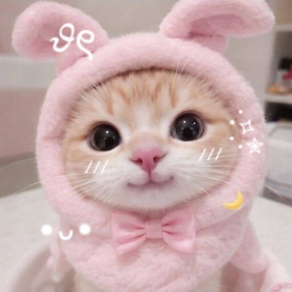 Foto de perfil de lindo gatito disfrazado de conejo