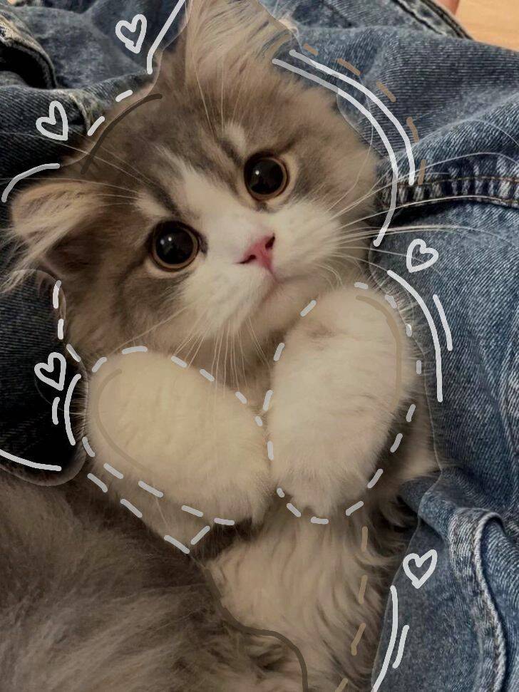 Foto de perfil de lindo gatito con ojos grandes y corazón