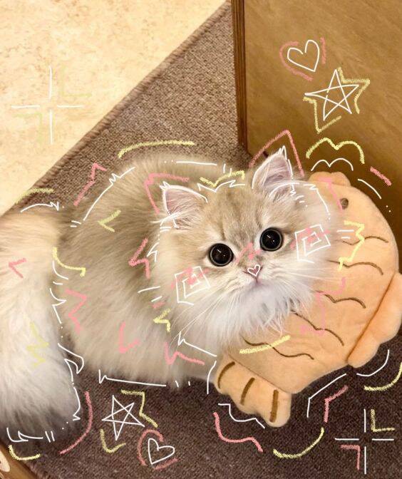 Foto de perfil de lindo gatito con ojos grandes y estilo Aesthetic