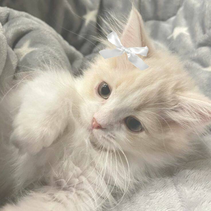 Foto de perfil de lindo gatito con lazo blanco