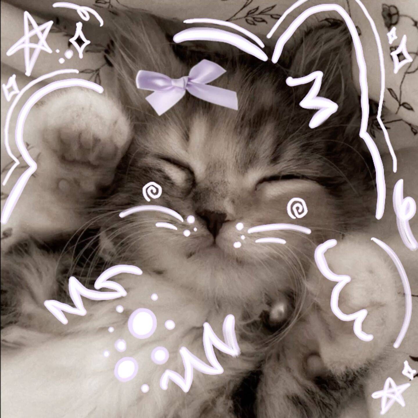 Foto de perfil de lindo gato con lazo y ojos soñadores