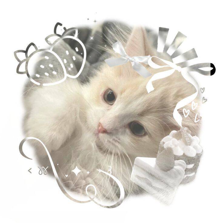 Foto de perfil de lindo gatito con lazo y estilo Aesthetic