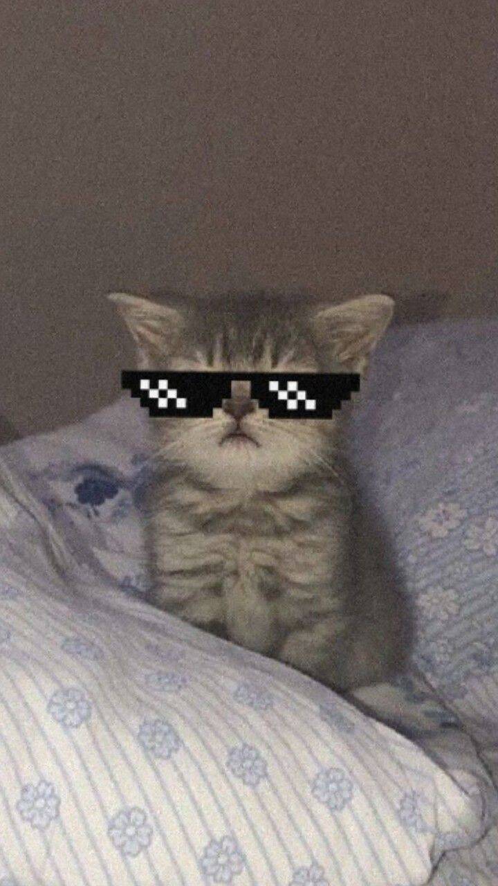 Foto de perfil de gatito gracioso con gafas de sol