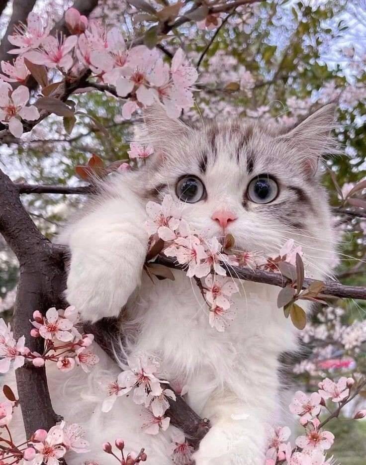 Foto de perfil de lindo gato entre flores