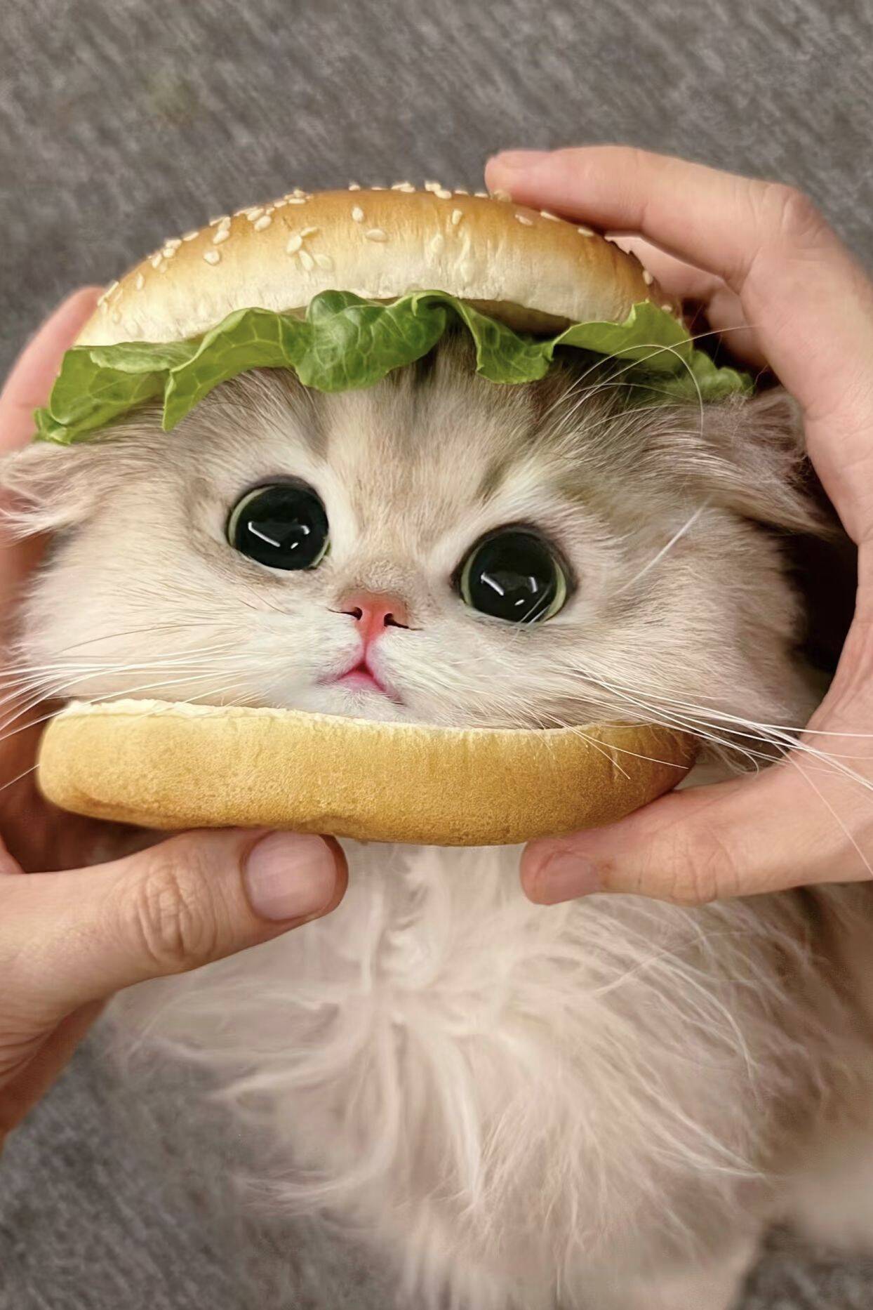 Foto de perfil de lindo gato con cabeza de hamburguesa