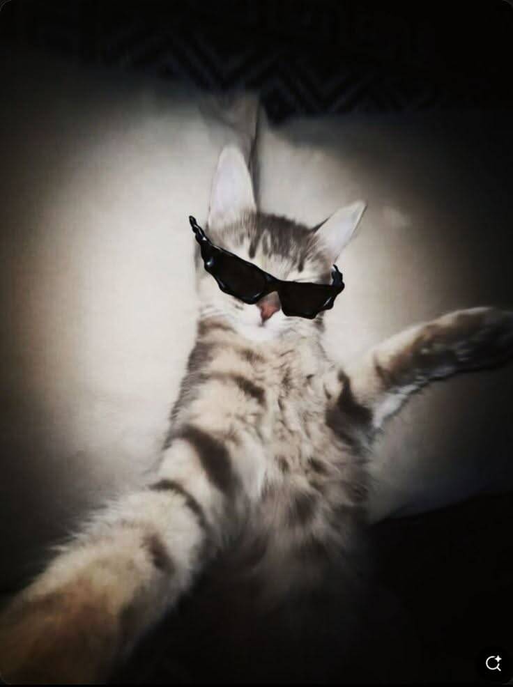 Foto de perfil de lindo gato con gafas de sol