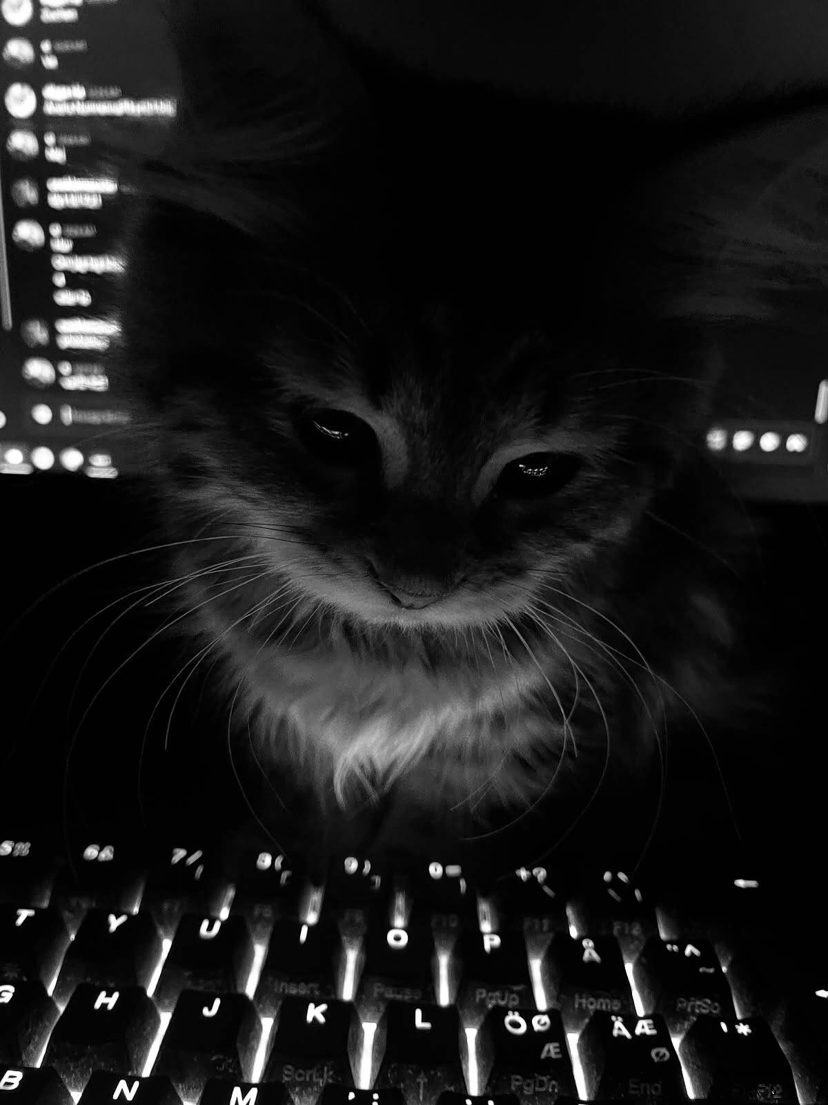 Foto de Perfil Preta de Gato na Luz do Teclado