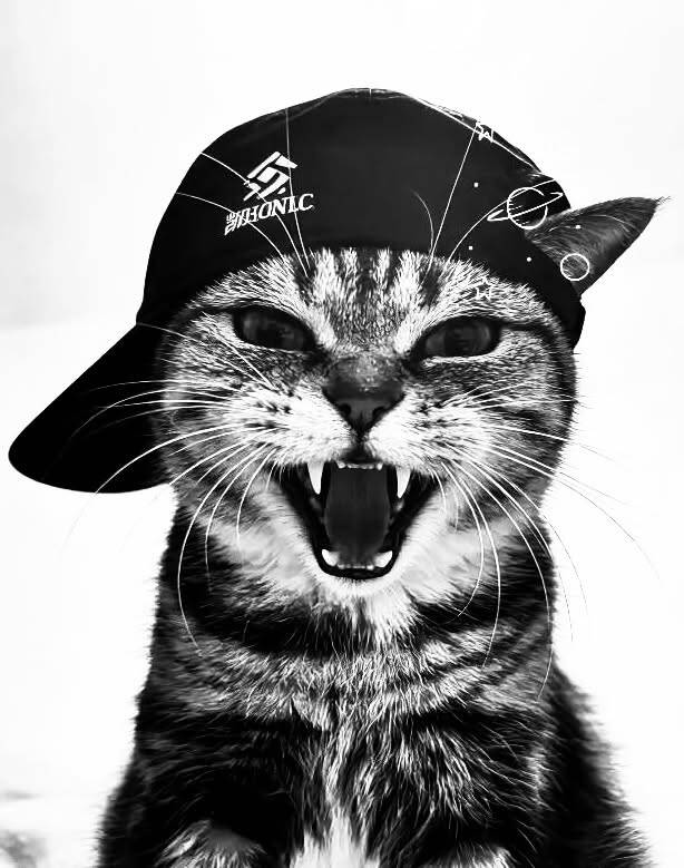 Foto de Perfil Preta de Gato Usando Boné