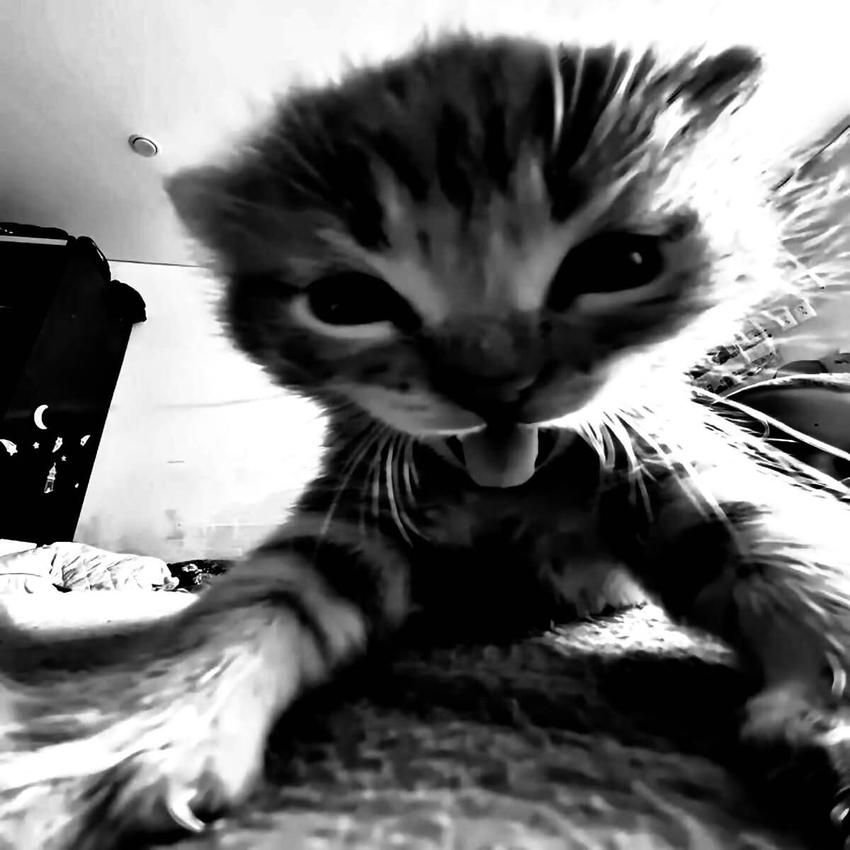 Foto de Perfil Preta de Gato Brincando