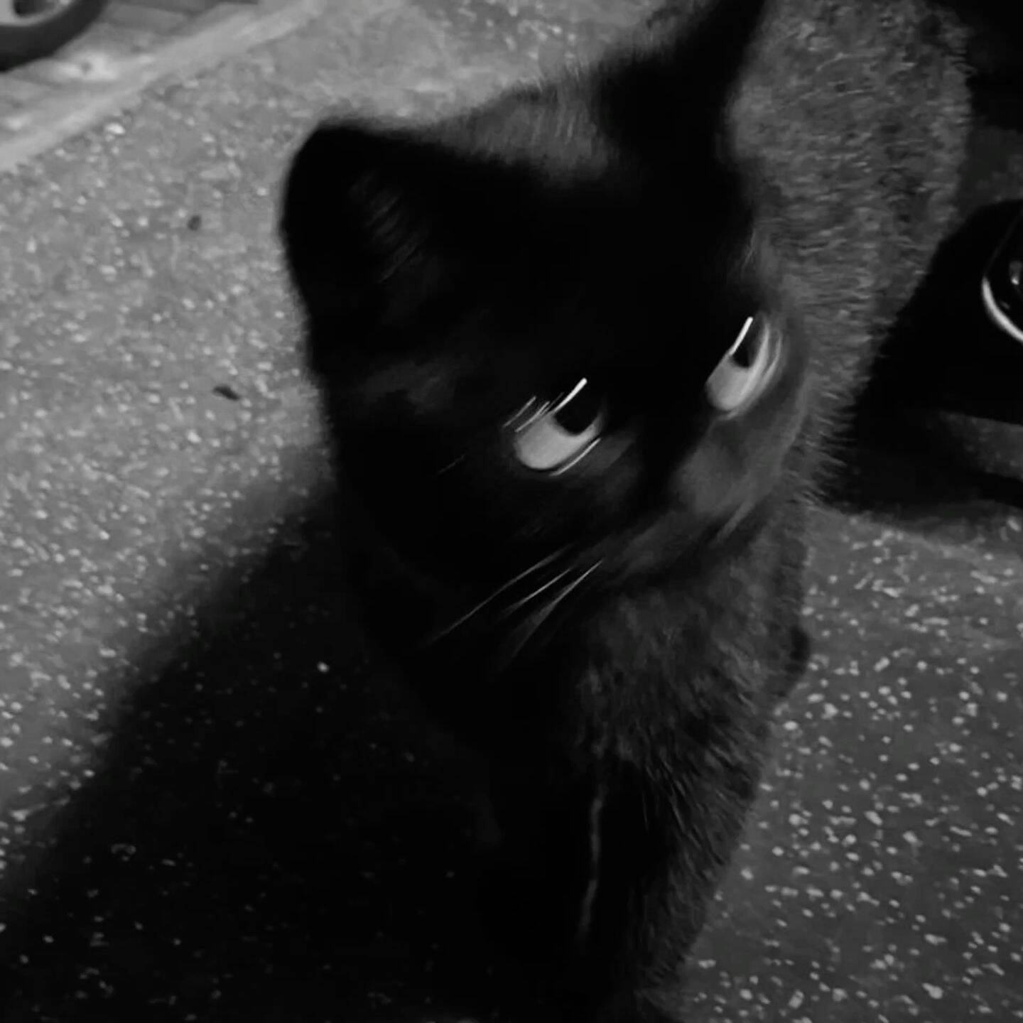 Foto de Perfil Preta de Gato em Movimento