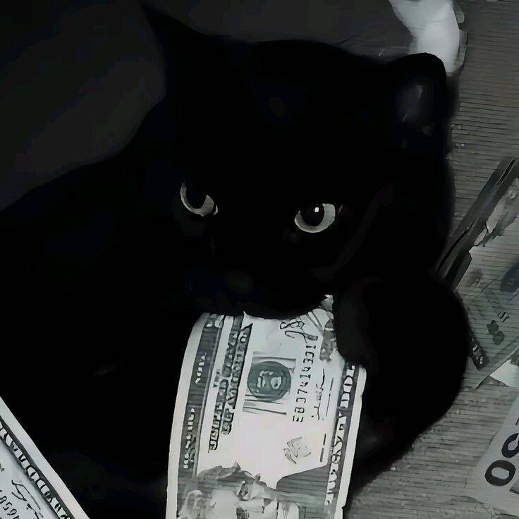 Foto de Perfil Preta de Gato com Dinheiro