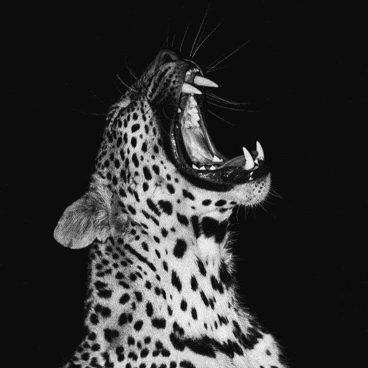 Black Pfp Profile Picture of Screaming Leopard