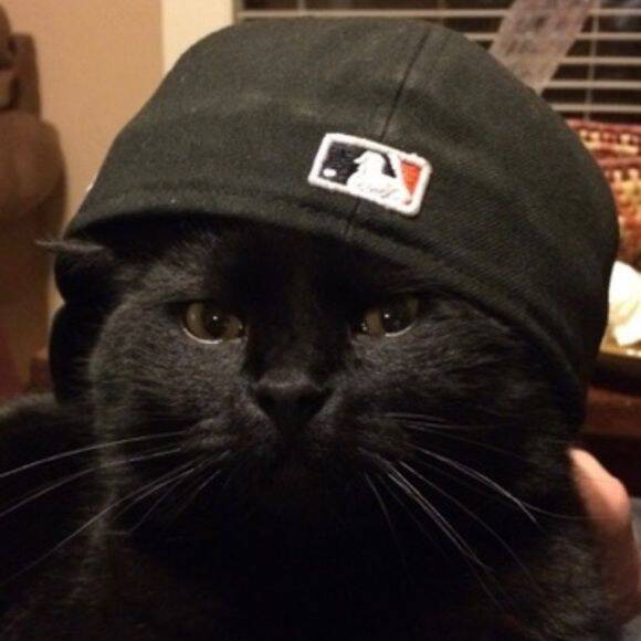 Black Pfp Profile Picture of Cat with Cap