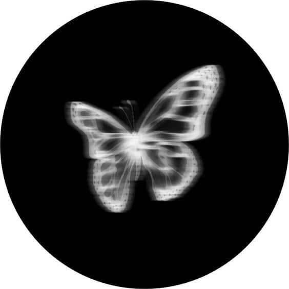 Foto de Perfil Preta de Borboleta Branca