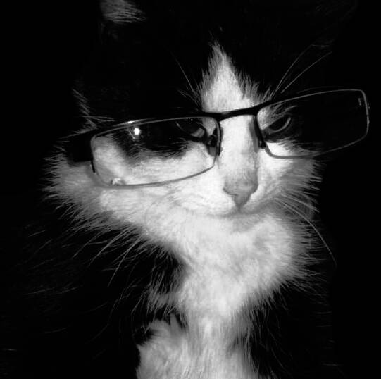 Foto de Perfil Preta de Gato com Óculos