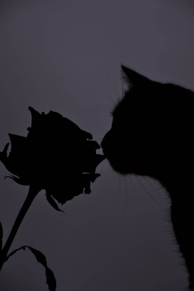 Photo de profil noir d'un chat sentant le rose