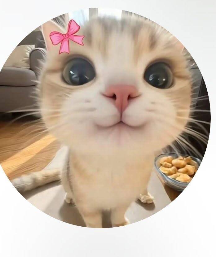 Foto de perfil estética de un lindo gato con un lazo rosa