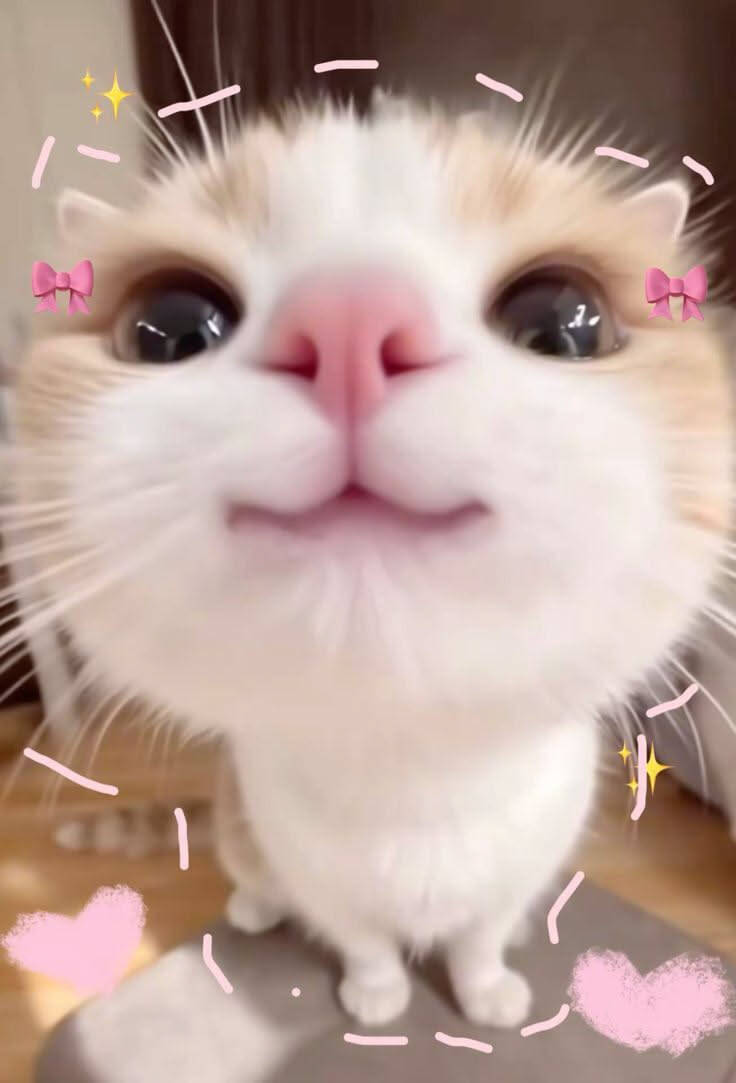 Foto de Perfil Aesthetic de Gato Fofo com Olhos Grandes