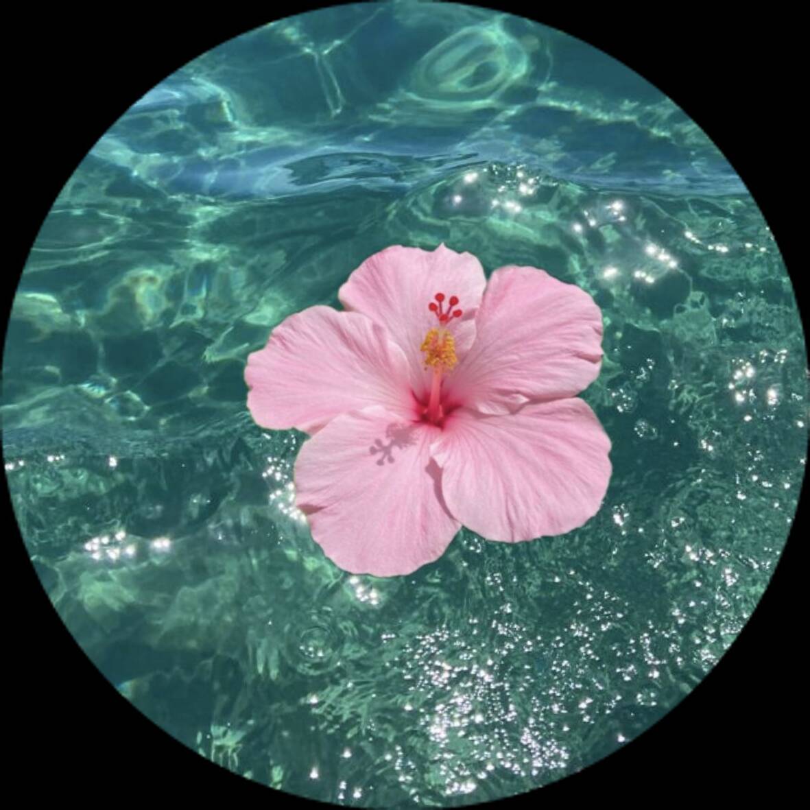 Foto de Perfil Aesthetic de Flor Rosa na Água