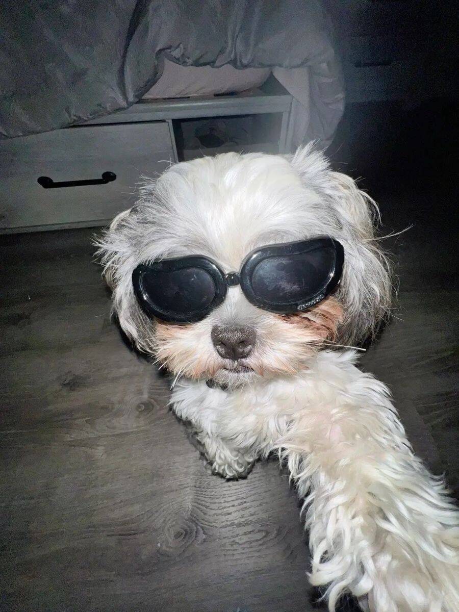 Foto de Perfil para TikTok Engraçada de Cachorro com Óculos